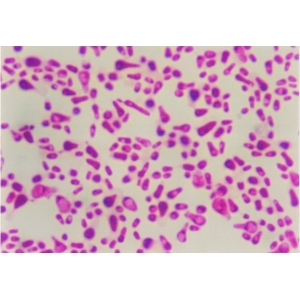 合成生物学工艺中酵母的调控技术